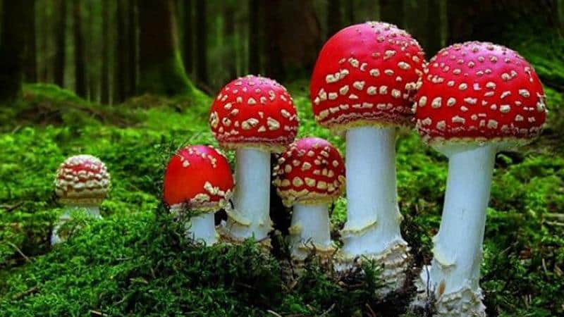 Как лечить суставы мухомором