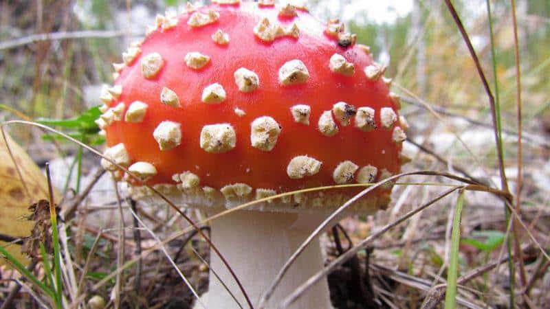 Как лечить суставы мухомором