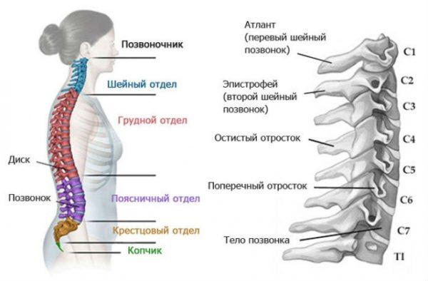 Как делают УЗИ позвоночника