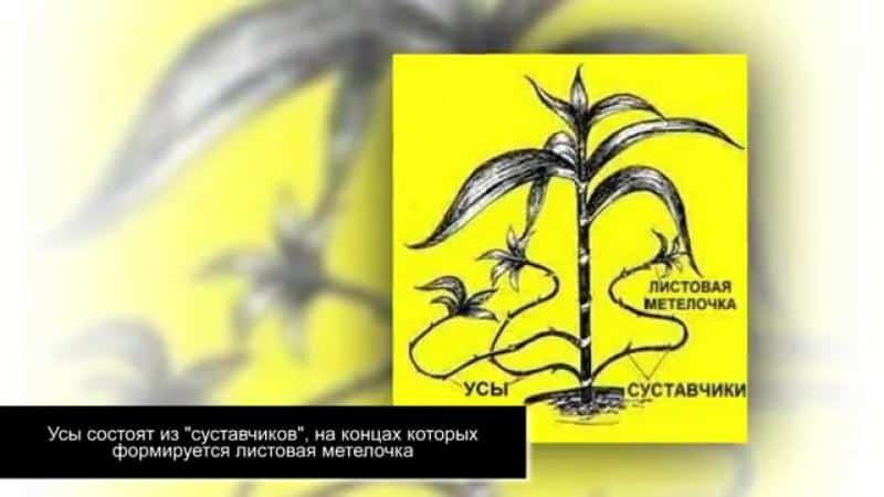 Как лечить суставы золотым усом