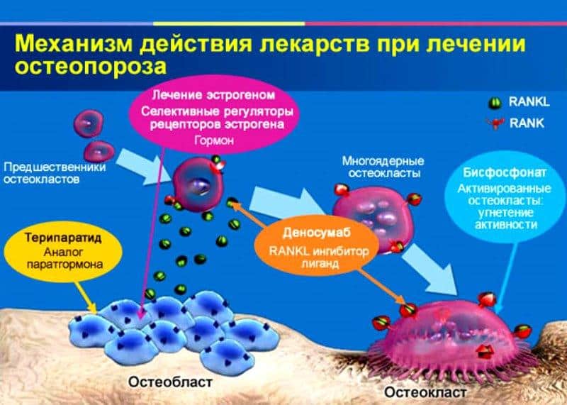 Помогают ли бисфосфонаты для лечения остеопороза