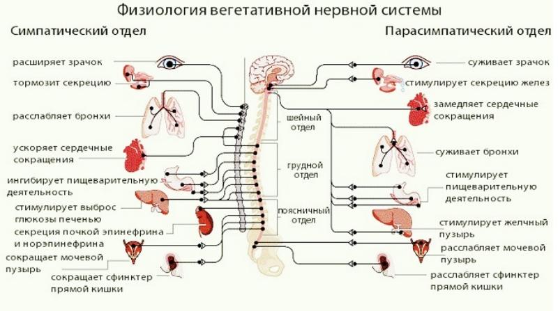 Лечение шейного остеохондроза и ВСД