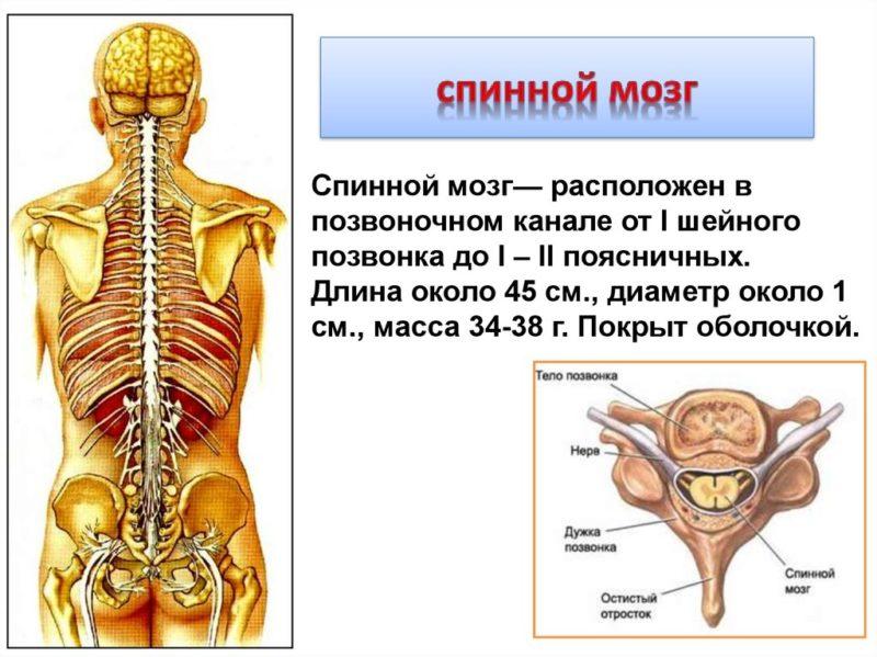 Что показывает МРТ спинного мозга