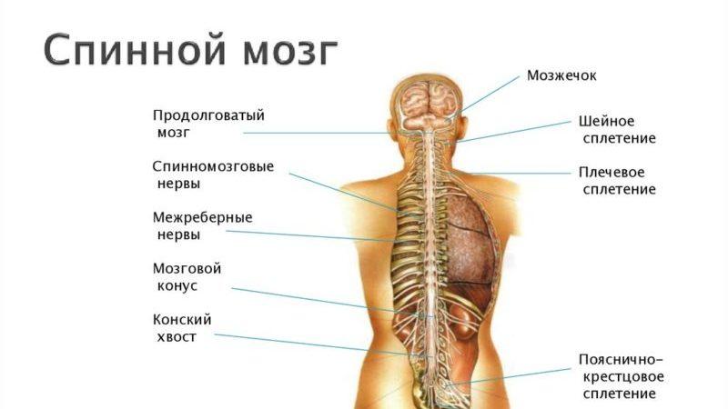 Что показывает МРТ спинного мозга
