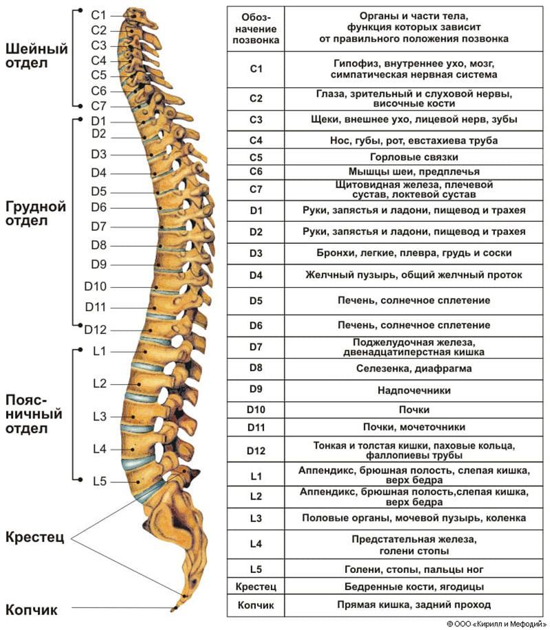 За что отвечает каждый позвонок у человека