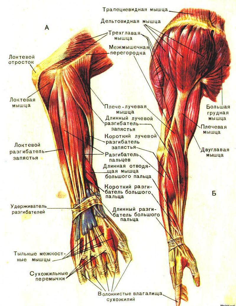Как лечить миозит руки
