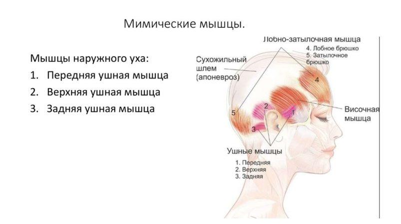 Что такое апоневроз и как его лечить