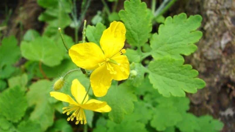 Как лечить полиартрит ног