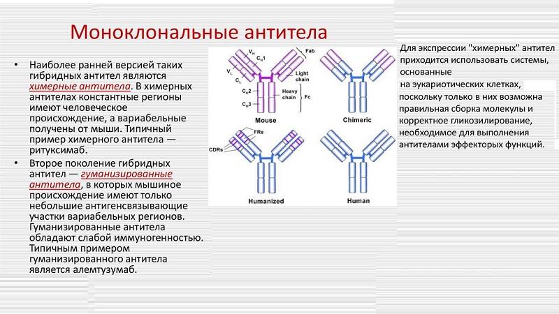 Что такое моноклональные антитела: обзор препаратов и применение