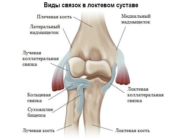 Анатомия локтевого сустава