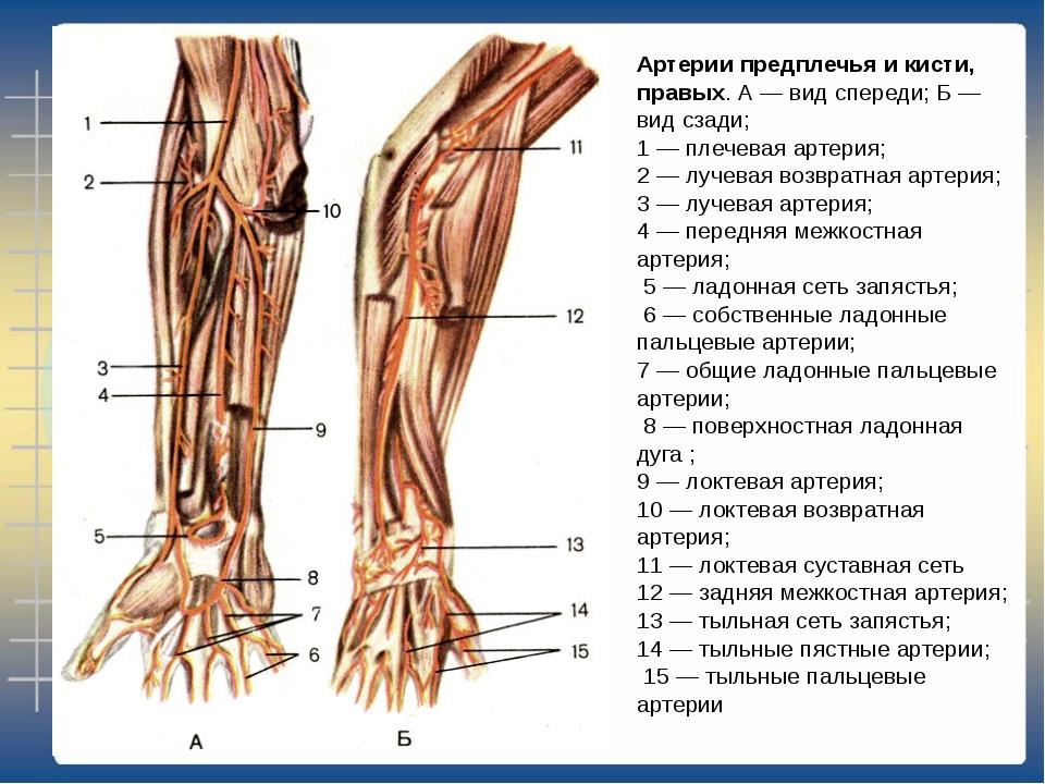 Анатомия локтевого сустава
