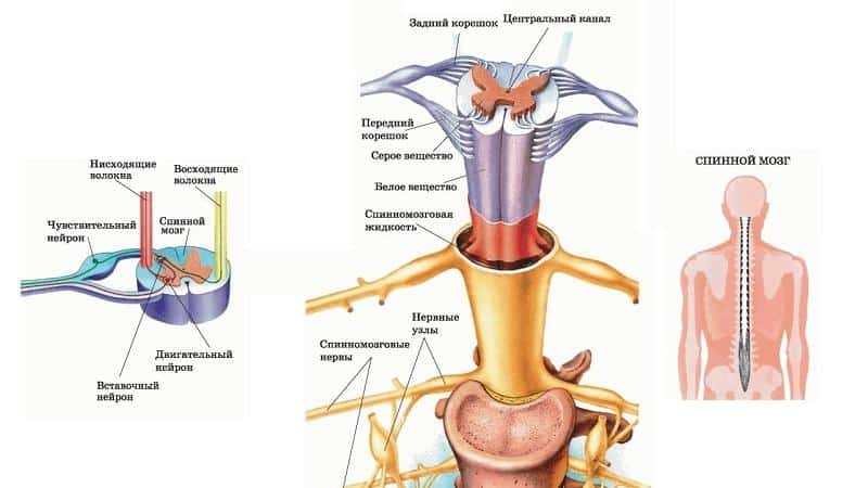 Как лечить стеноз позвоночного канала поясничного отдела