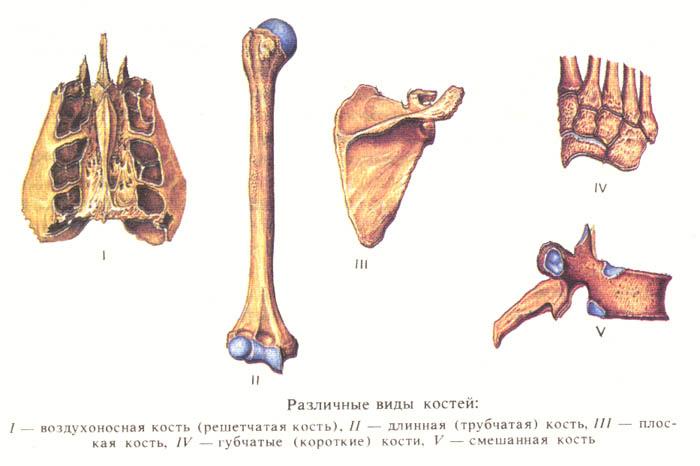 Из чего состоят кости человека