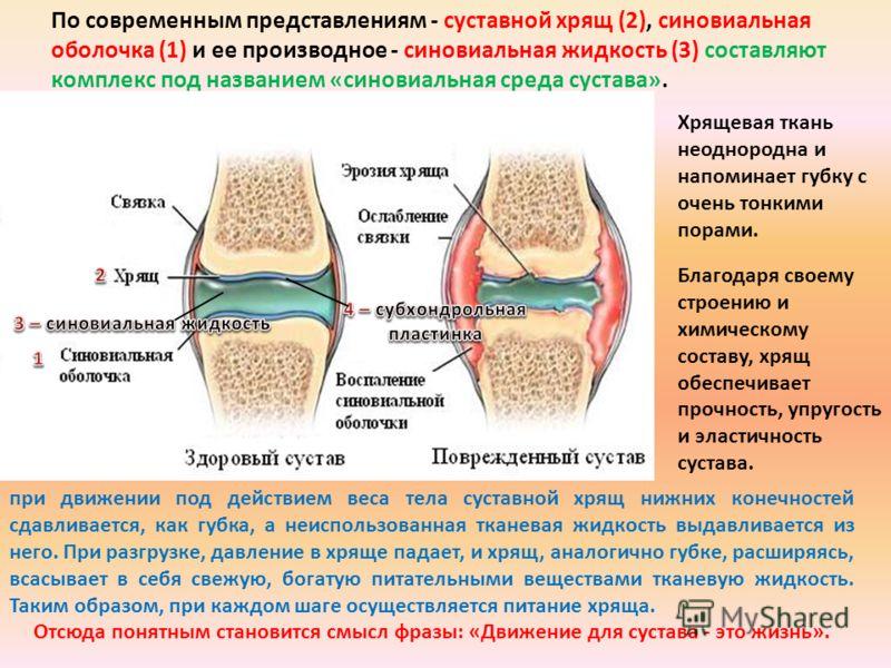 Как восстановить межпозвоночные хрящи
