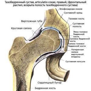 Какие кости образуют тазобедренный сустав