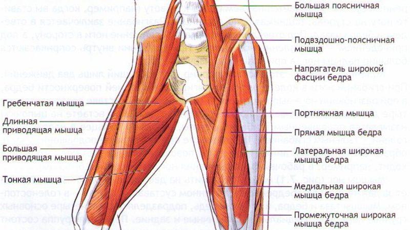 Какие кости образуют тазобедренный сустав