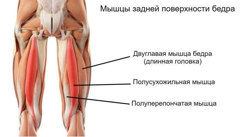 Какие кости образуют тазобедренный сустав