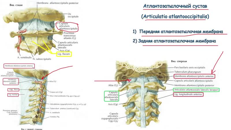 Анатомия и болезни атлантозатылочного сустава
