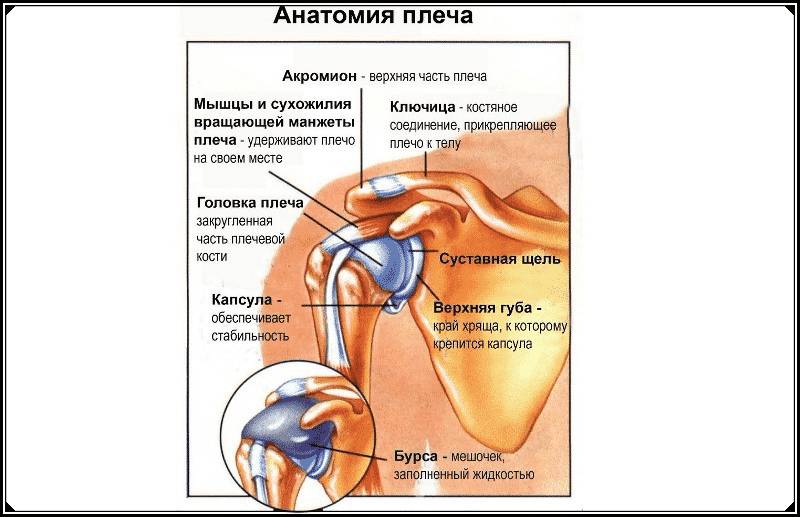Анатомия плечевого сустава