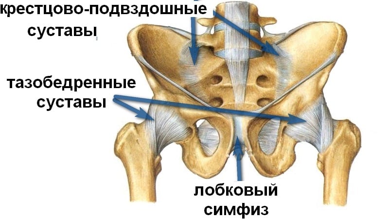 Что такое лонное сочленение