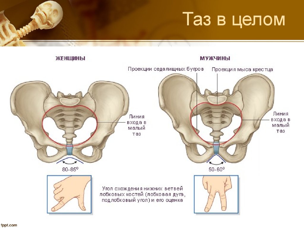Что такое лонное сочленение
