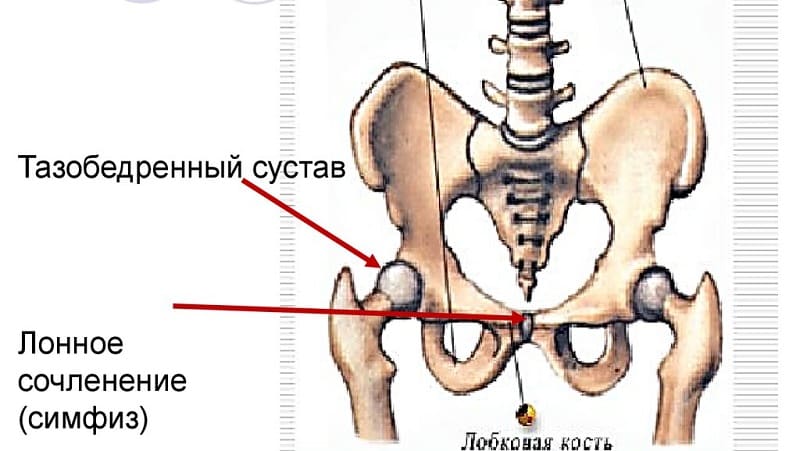 Что такое лонное сочленение