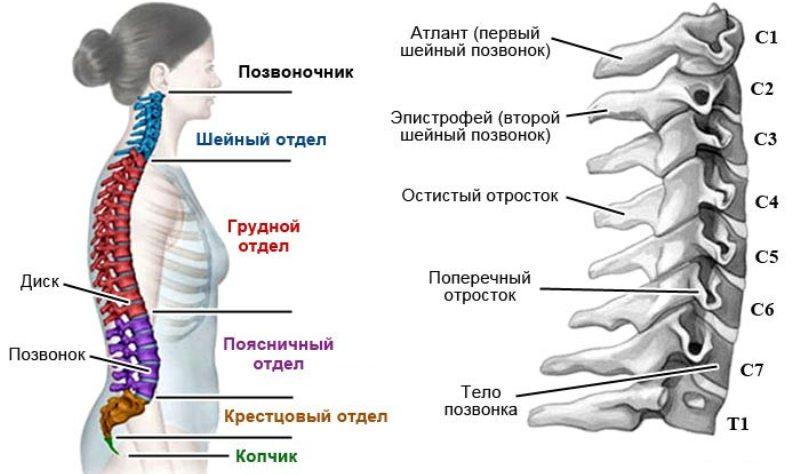 Строение позвоночника