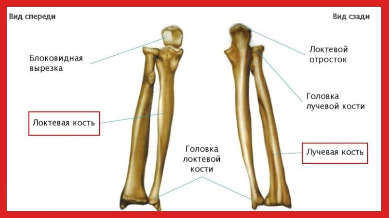 Как лечить вывих лучевой кости