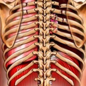 Как устроена грудная клетка человека