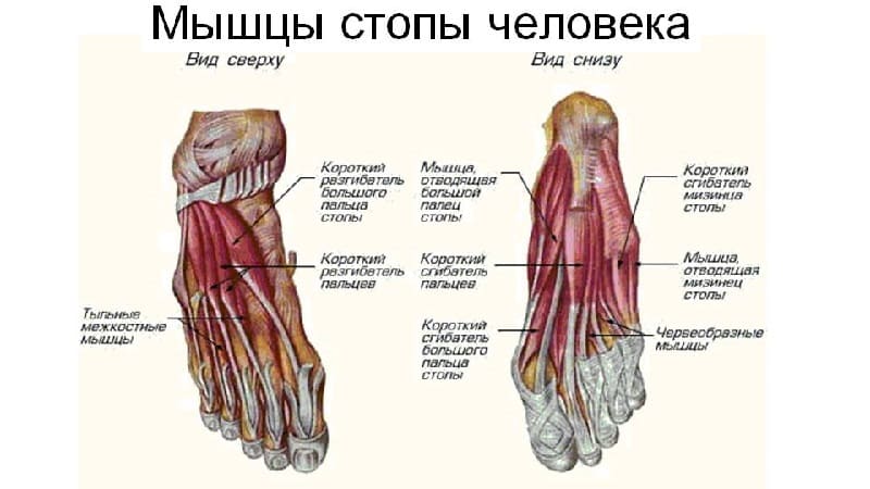 Как устроена стопа человека