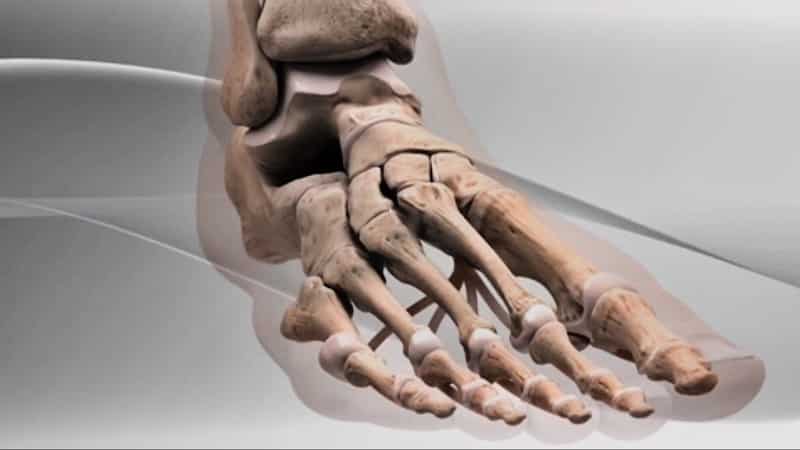 Как устроена стопа человека