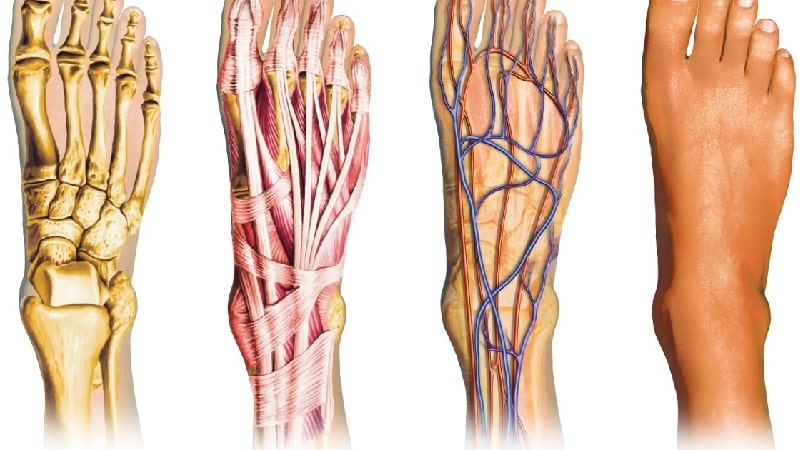 Как устроена стопа человека
