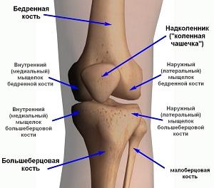 Строение коленного сустава человека