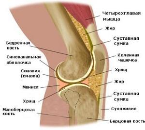 Строение коленного сустава человека