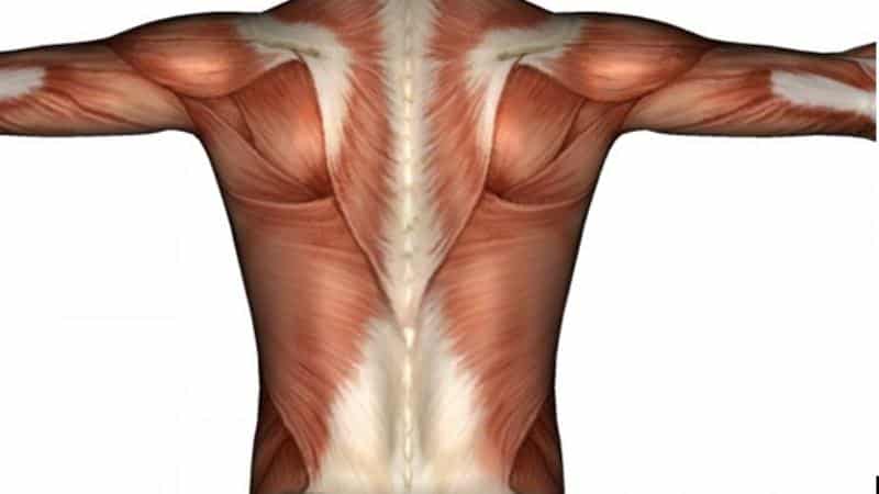 Как укрепить мышцы спины