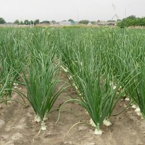 Как применять индийский лук