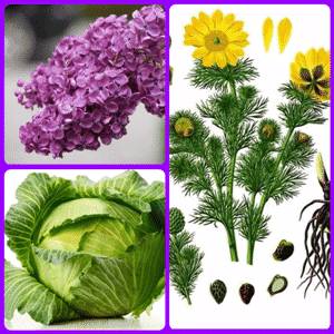 Народные средства