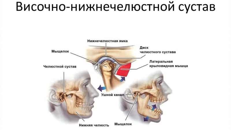 Особенности строения и функции височно-нижнечелюстного сустава