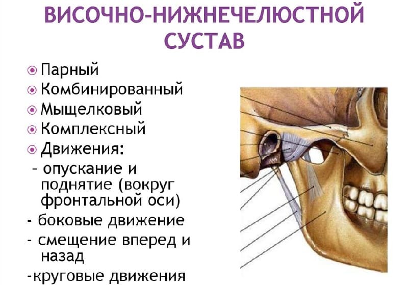 Особенности строения и функции височно-нижнечелюстного сустава