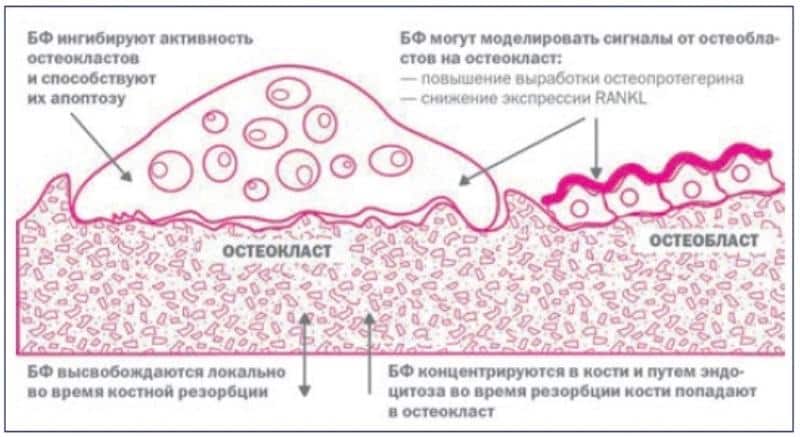Механизм действия