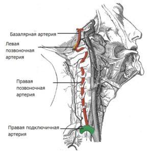 Анатомия позвоночной артерии