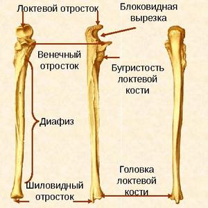 Анатомия костей предплечья
