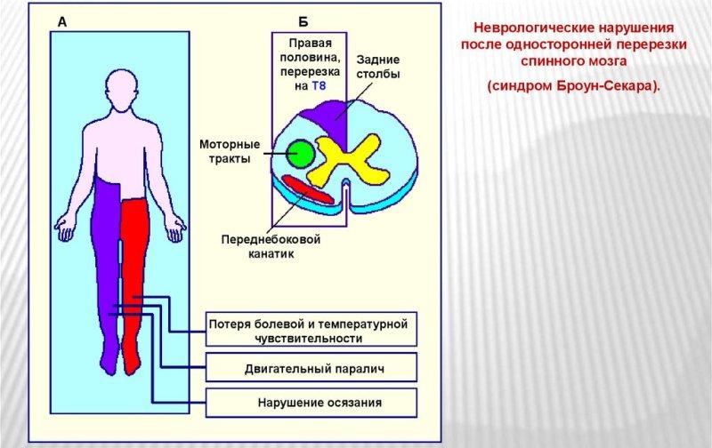 Механизм развития