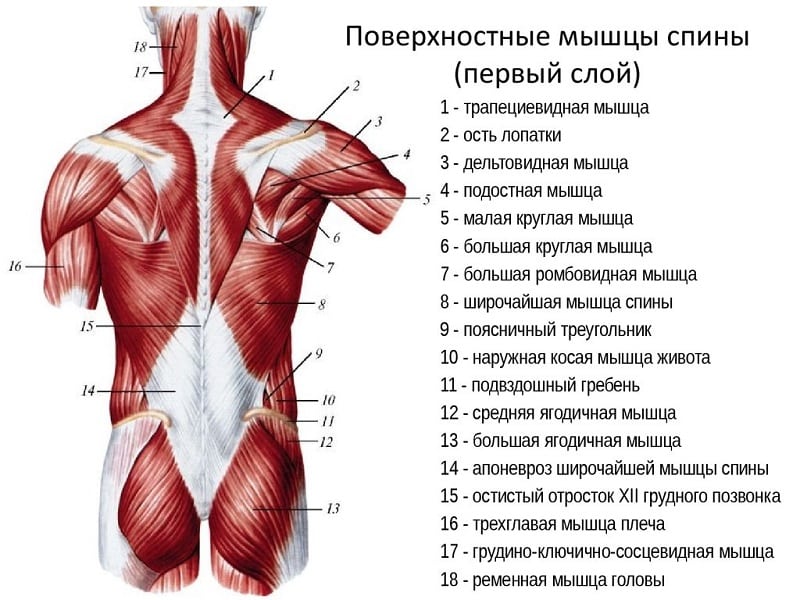 Строение мышц спины человека