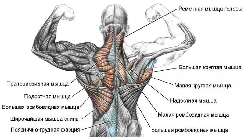 Строение мышц спины человека