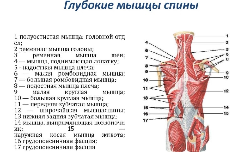 Строение мышц спины человека