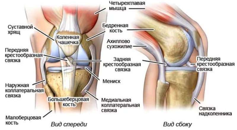 Строение надколенника и как лечить разрыв его связки