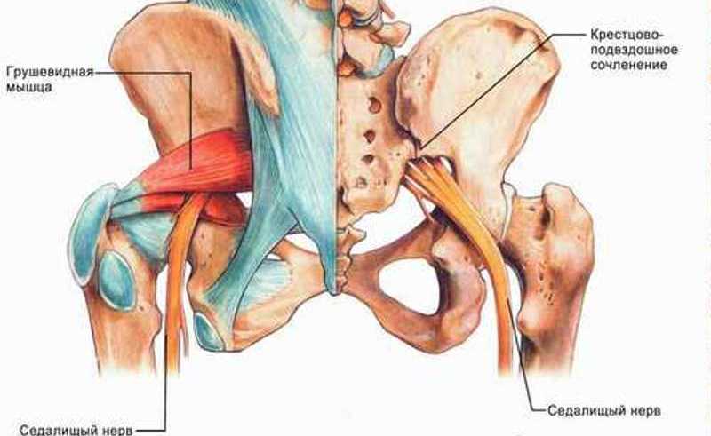 Грушевидная мышца